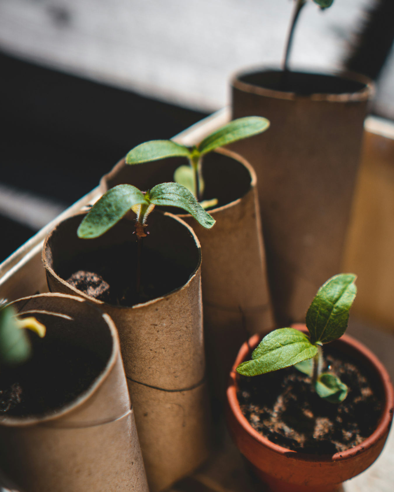 Featured Image for Nourished Planner Article March Is Quietly Powerful. Here’s How to Use It